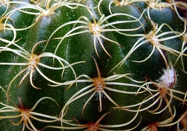 Lobivia _arachnacantha _(Echinopsis ancistrophora ssp.arachnacantha) _08